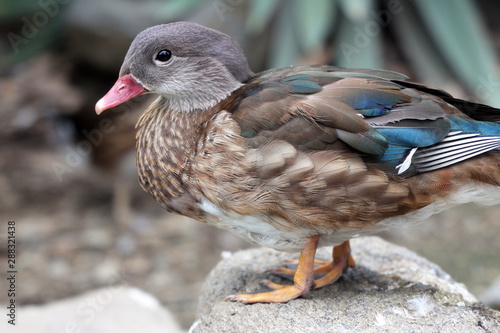 カモ　マガモ　鳥類　動物園