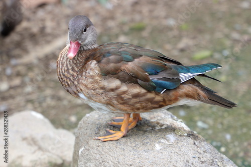 カモ　マガモ　鳥類　動物園