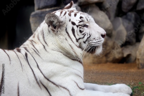 ホワイトタイガー　トラ　哺乳動物　動物園