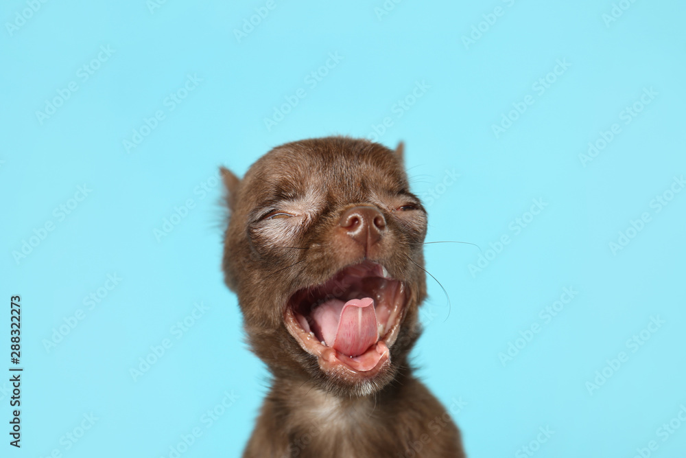 Cute small Chihuahua dog yawning on light blue background - obrazy, fototapety, plakaty 