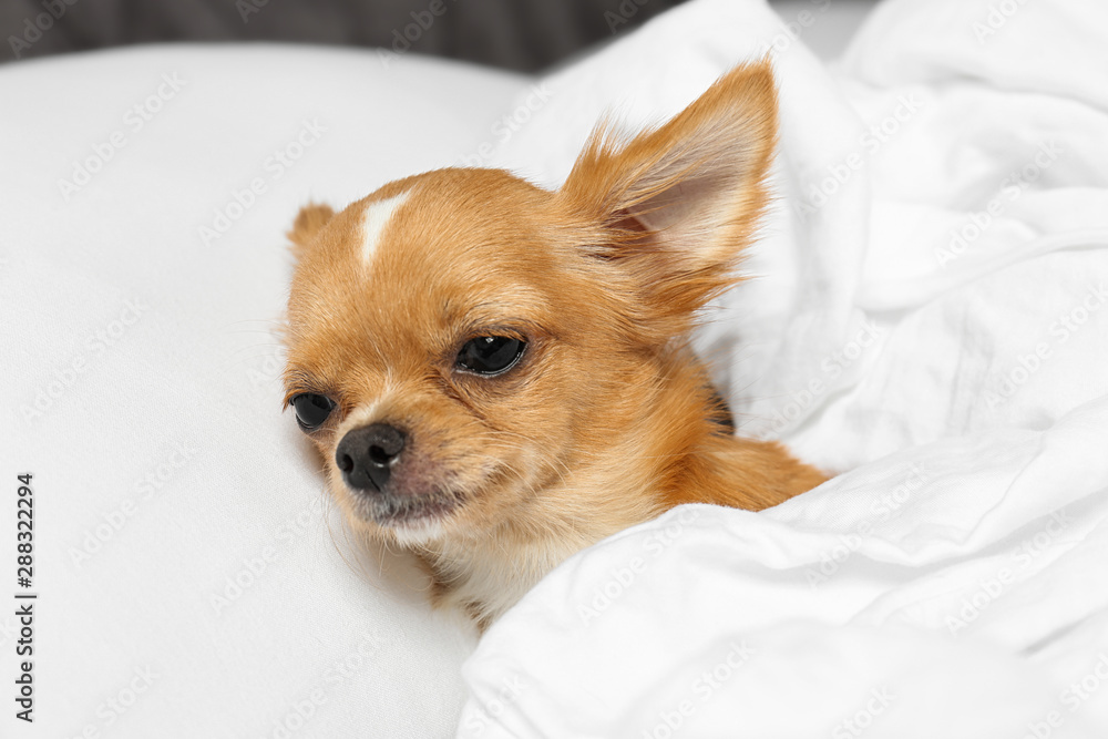 Cute small Chihuahua dog lying in bed Cute small Chihuahua dog lying in bed