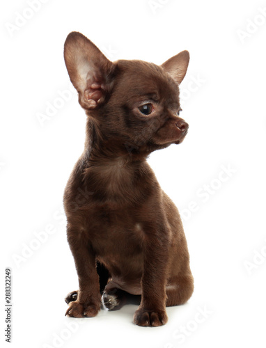 Cute small Chihuahua dog on white background