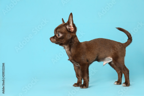 Cute small Chihuahua dog on light blue background