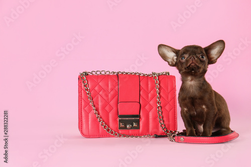 Fototapeta Śliczna mała chihuahua psia i żeńska torebka na różowym tle