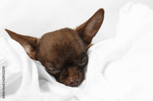 Cute small Chihuahua dog sleeping in bed, closeup