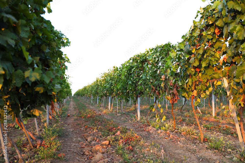 Fototapeta premium Beautiful view of vineyard rows at sunset