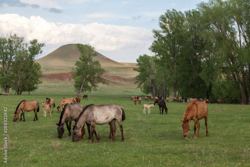 Grazing horses in the open spaces of Bashkortostan Grazing horses in the open spaces of Bashkortostan