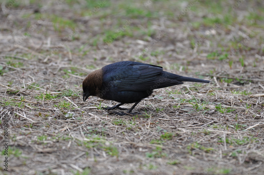 Naklejka premium Little bird eating 