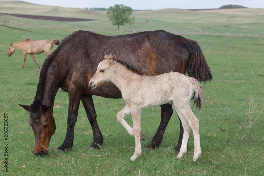 Grazing horses in the open spaces of Bashkortostan Grazing horses in the open spaces of Bashkortostan