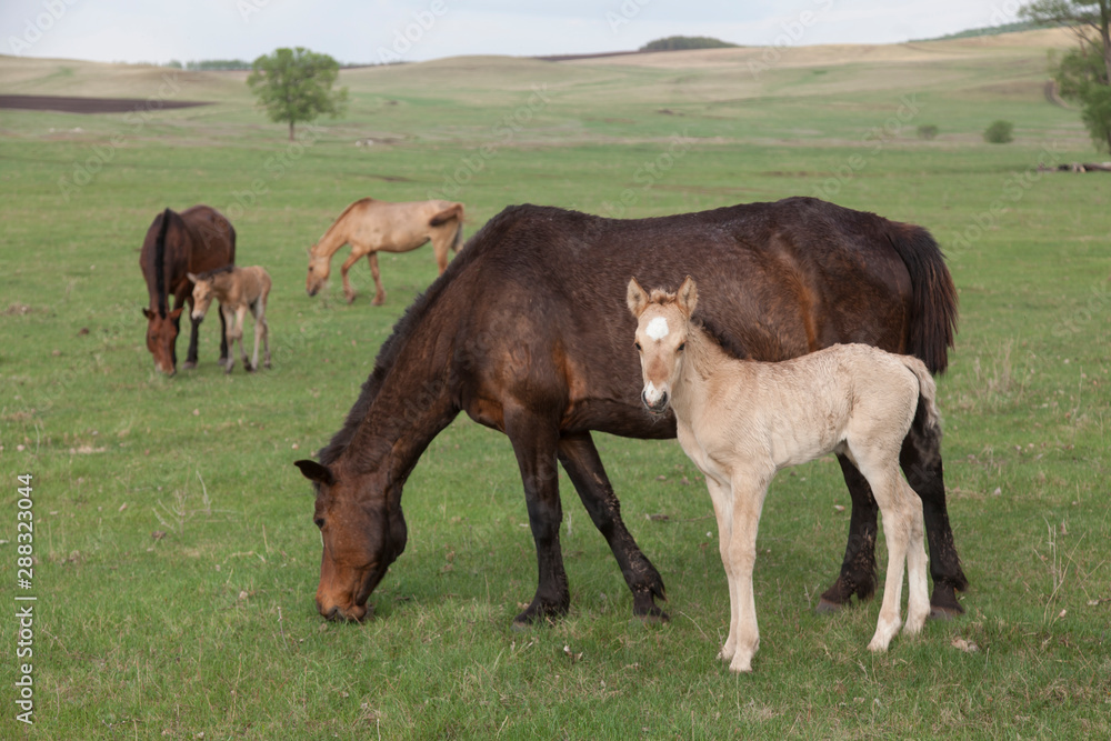 Grazing horses in the open spaces of Bashkortostan Grazing horses in the open spaces of Bashkortostan