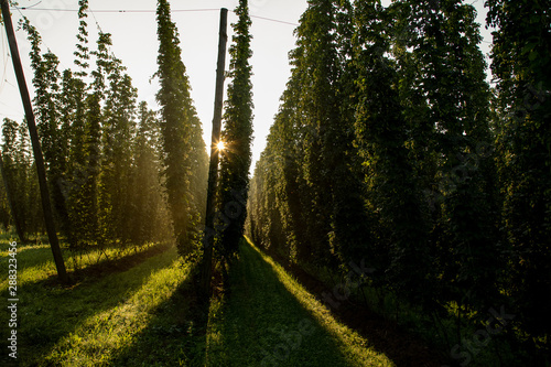 Hopfengarten Bayern