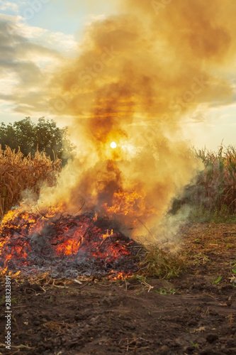 Fire in the garden, weeds are burned after harvesting © Виталий Борковский