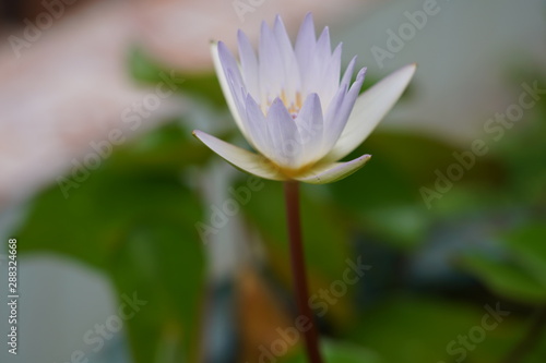 Water lily has rhizomes and flows underground. And send the flowers to the surface There are beautiful flowers to watch throughout the year. Late in the morning and afternoon.