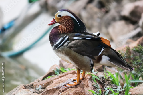 mandarin duck bird photography © Dharma