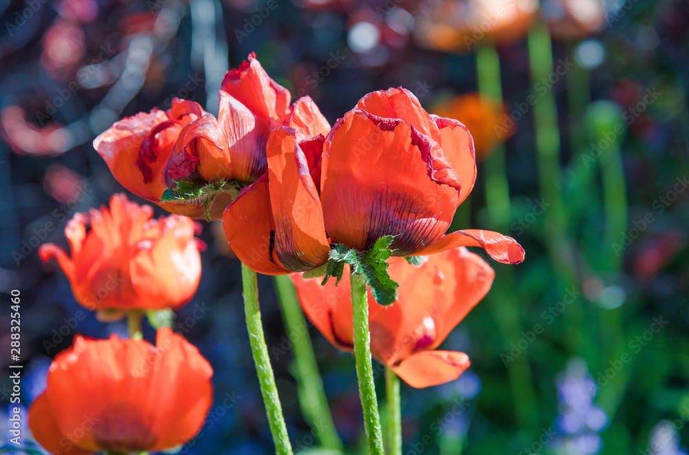 Fototapeta premium Piękne czerwone maki na łące latem, z bliska