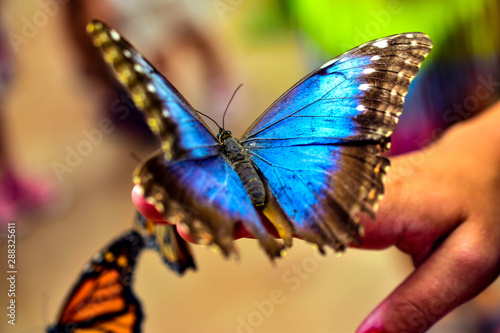 Butterflys in Benalmadena Butterfly park