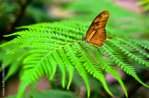 Butterfly in Benalmadena Butterfly park