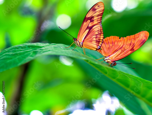Butterflys in Benalmadena Butterfly park