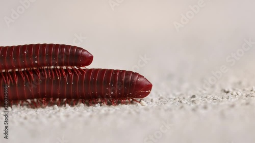 The Millipedes Walking and Mating Together photo