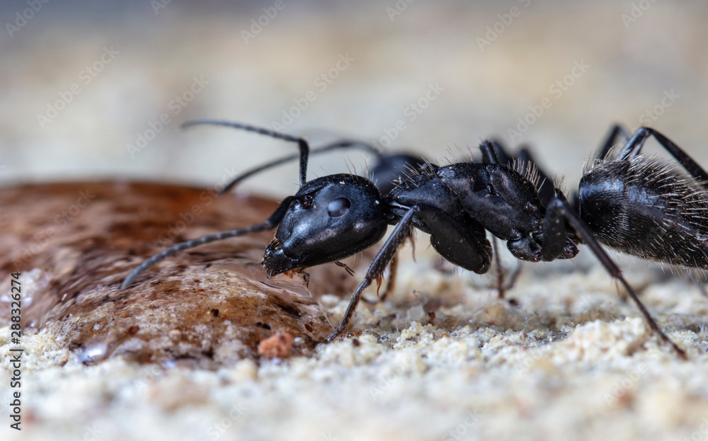 ant, insect,animal, life, big, ant hill, worker, soldier,scout, macro,  close up, aggression, antenna, biology, bite, bug, color, creature,  background,wildlife, wild, small, photography, jaws, pincer Stock Photo |  Adobe Stock