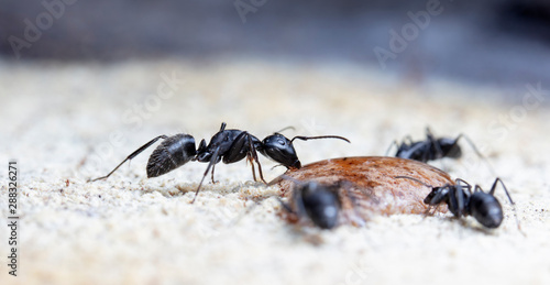 ant, insect,animal, life, big, ant hill, worker, soldier,scout,  macro, close up, aggression, antenna, biology, bite, bug, color, creature, background,wildlife, wild, small, photography,  jaws, pincer © vadim_fl