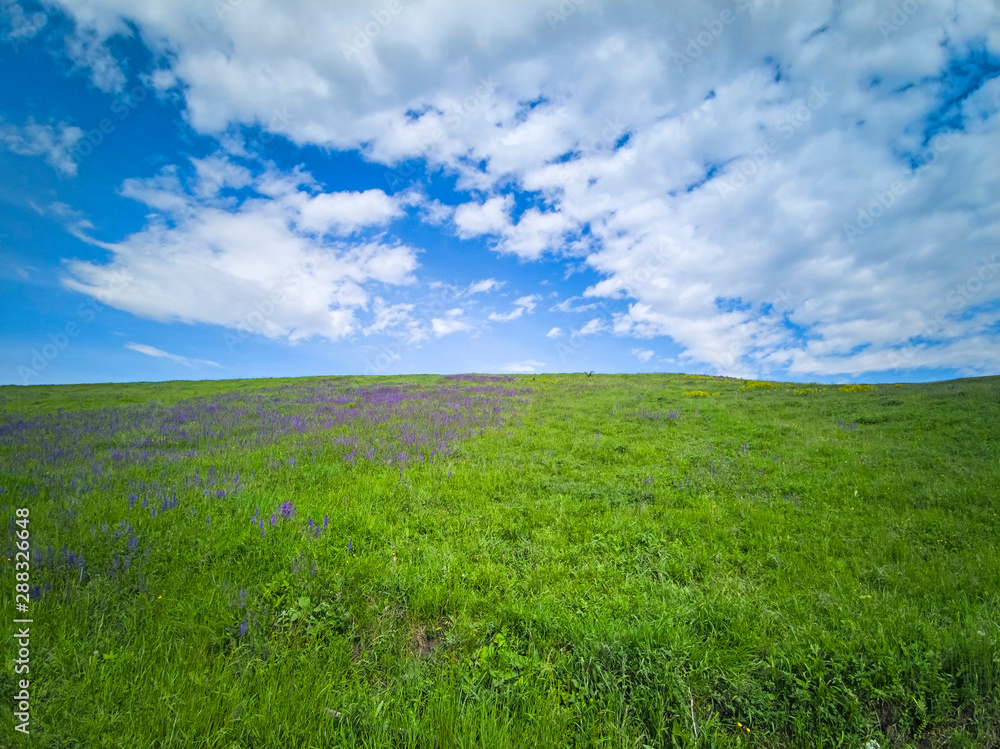 Fototapeta premium Winding flower covered pasture