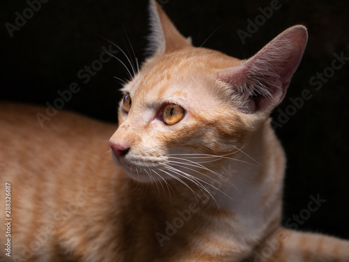 Yellow Kitty Sitting on The Ground