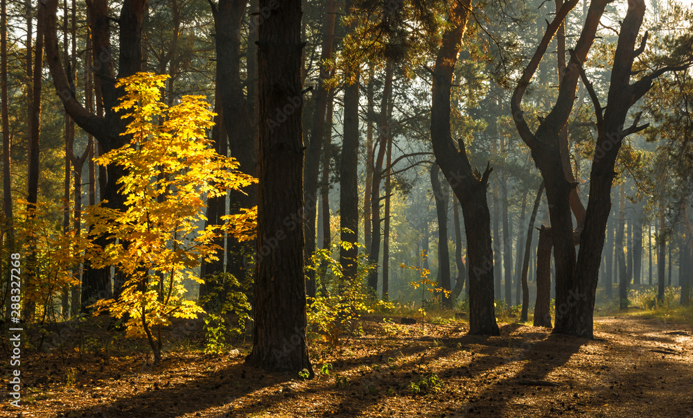 Fototapeta premium Beautiful autumn morning. Sun rays penetrate the branches of trees. Nice walk in the forest.