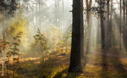 Fototapeta Naklejka Na Ścianę i Meble -  Beautiful autumn morning. Sun rays penetrate the branches of trees. Nice walk in the forest.