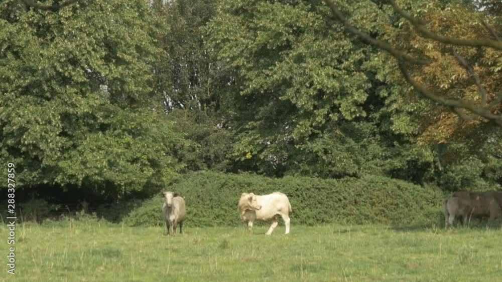 Two cows occasionally looking at camera Two cows occasionally looking at camera