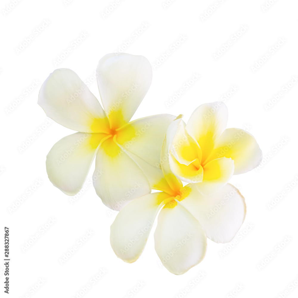 Plumeria flower panicle isolated on white background ( Common name pocynaceae Frangipani Pagoda tree Temple tree ) Plumeria flower panicle isolated on white background ( Common name pocynaceae Frangipani Pagoda tree Temple tree )