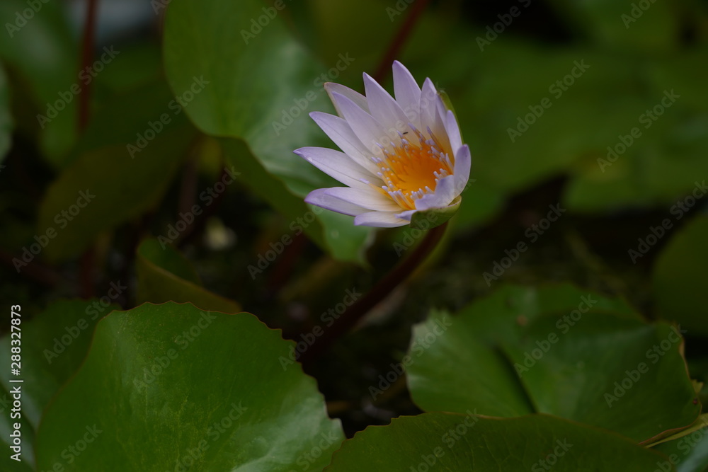 Water lily has rhizomes and flows underground. And send the flowers to the surface There are beautiful flowers to watch throughout the year. Late in the morning and afternoon. Water lily has rhizomes and flows underground. And send the flowers to the surface There are beautiful flowers to watch throughout the year. Late in the morning and afternoon.