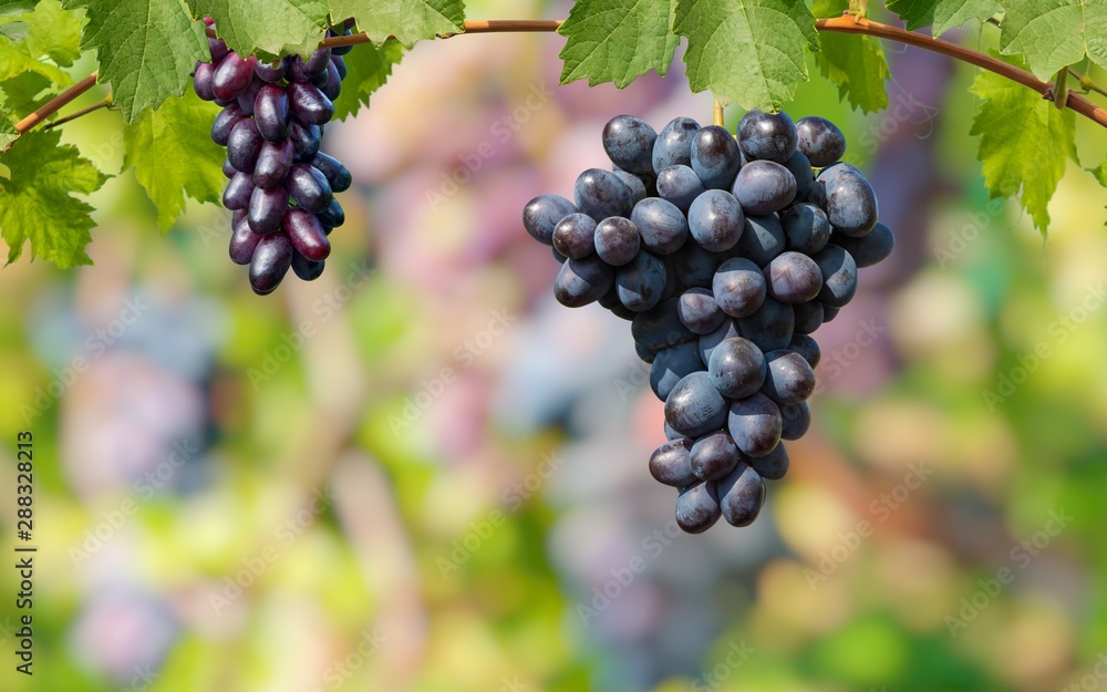 Bunches of ripe large grape on branch