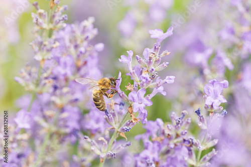 Fototapeta Naklejka Na Ścianę i Meble -  Bee on Lavender flower. Defocused nature flowers background.