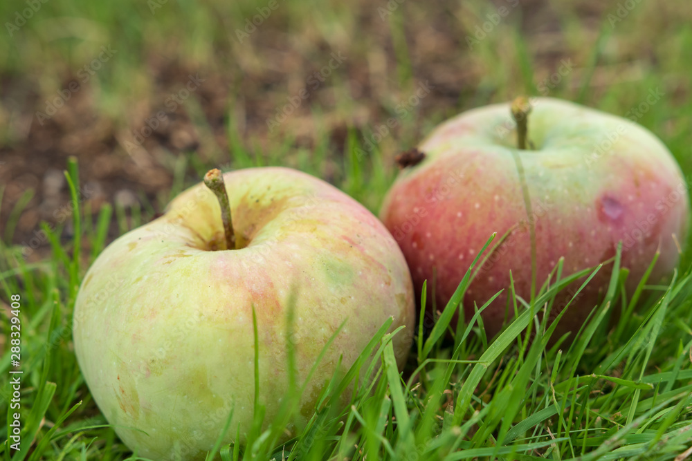 äpfel am boden