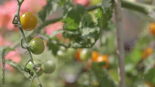 Wallpaper Mural Tomatoes growing in summer Torontodigital.ca