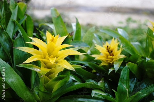 Yellow bromelias in a greenhouse or flowerbed, floral, natural background, Guzmania lingulata flower. photo