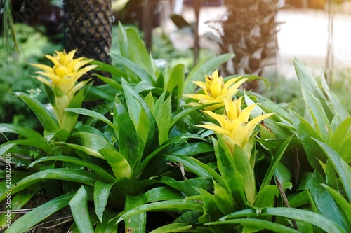 Yellow bromelias in a greenhouse or flowerbed, floral, natural background, Guzmania lingulata flower. photo