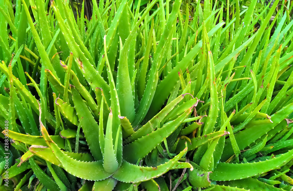 Aloe Vera plant, fresh leaf. tropical green plants. Aloe Vera plant, fresh leaf. tropical green plants.