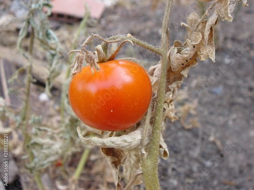 tomato on end of life plant