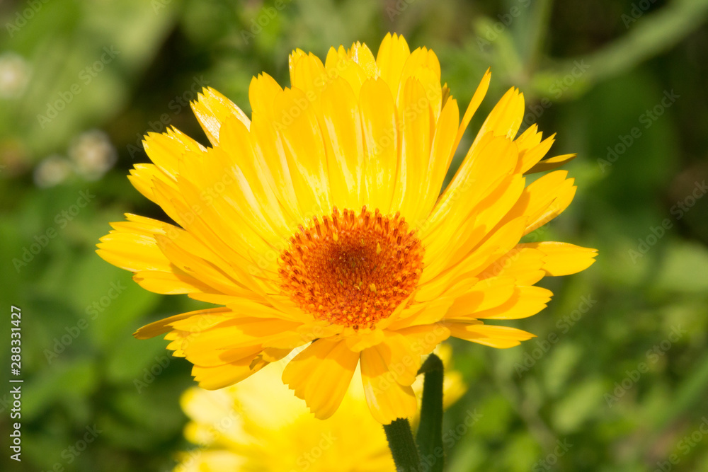 Blüte der Ringelblume Blüte der Ringelblume
