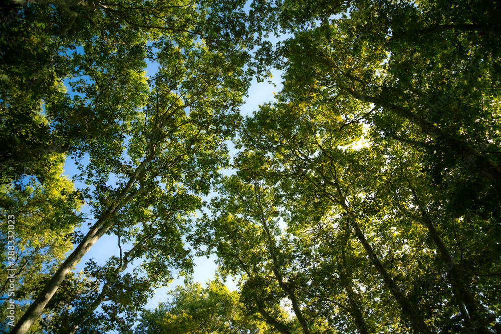 Fototapeta premium Crowns of trees with green leafs. Forest background.