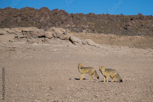 The Culpeo or Andean fox photo