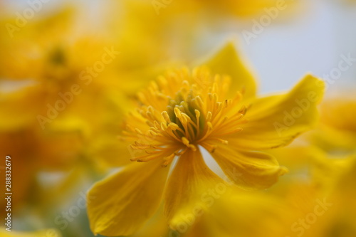 yellow flower 7