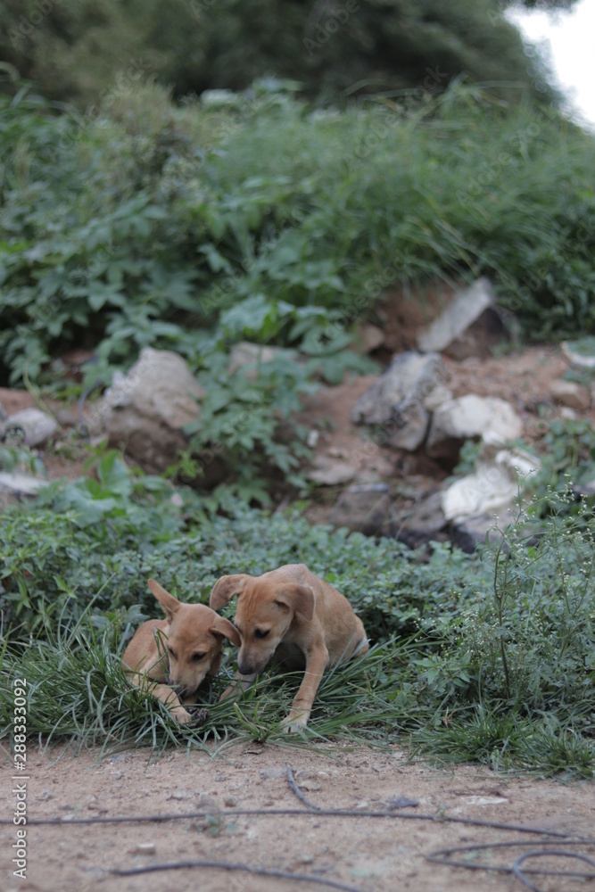 Naklejka premium Dogs