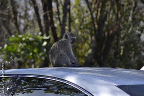 SCIMMIE SUDAFRICANE, KRUGER NATIONAL PARK