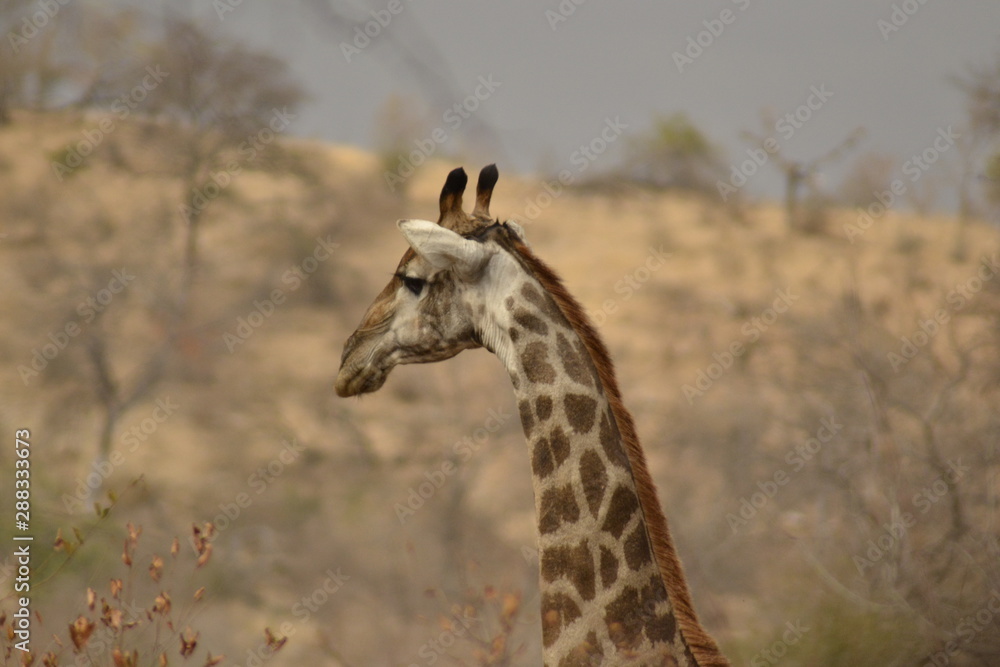 GIRAFFE DEL KRUGER NATIONAL PARK, SUDAFRICA GIRAFFE DEL KRUGER NATIONAL PARK, SUDAFRICA