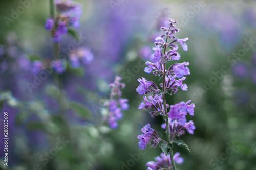 Beautiful Purple Flowers