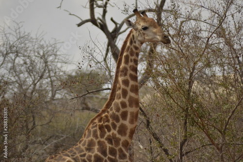 GIRAFFE DEL KRUGER NATIONAL PARK  SUDAFRICA