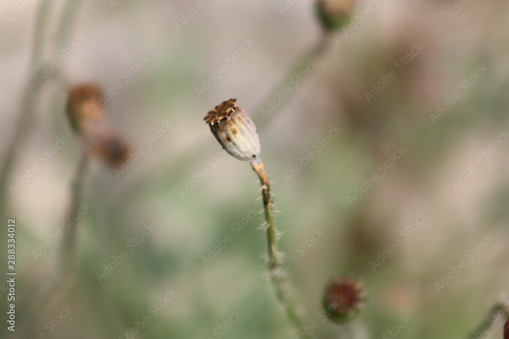 Poppy Seed Pod